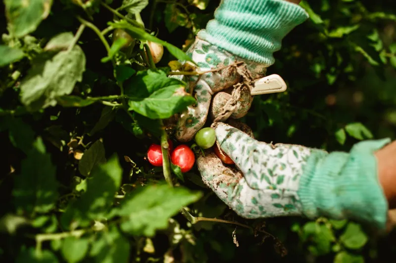 Beat the Clock: How to Catch Your Container Vegetables at Their Absolute Flavor Peak