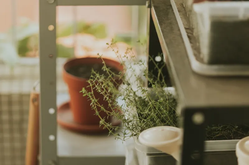 Fresh Flavor on Every Ledge: The Best Culinary Herbs for Tiny Urban Spaces