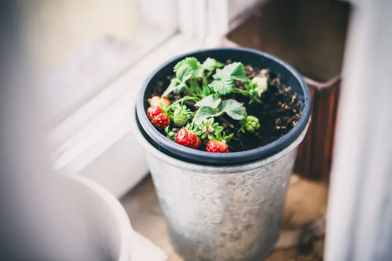 Your Garden's Secret Schedule: How the Time of Day You Harvest Changes the Way Everything Tastes