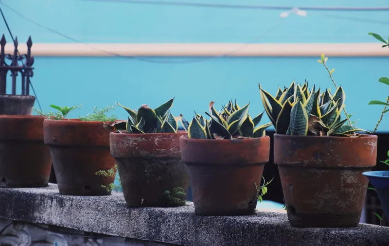 One Wrong Call at the Start of the Season Can Haunt Every Pot on Your Patio