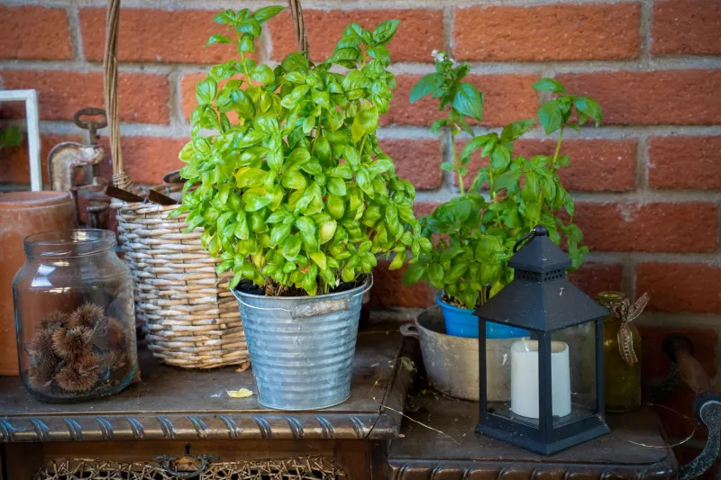 Pots That Pay You Back: How to Build a Year-Round Container Vegetable Garden That Actually Saves You Money