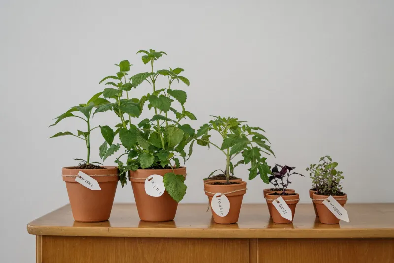 Pots, Seeds, and Smart Spending: Grow Gourmet Veggies for a Fraction of What You'd Pay at the Store