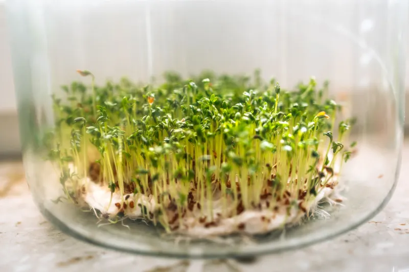 Tiny Trays, Big Flavor: The Beginner's Guide to Growing Microgreens on Your Kitchen Counter
