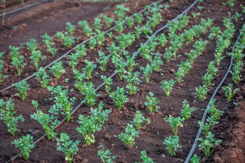 Gone for the Weekend? How to Keep Your Container Garden Alive Without Babysitting It Every Day