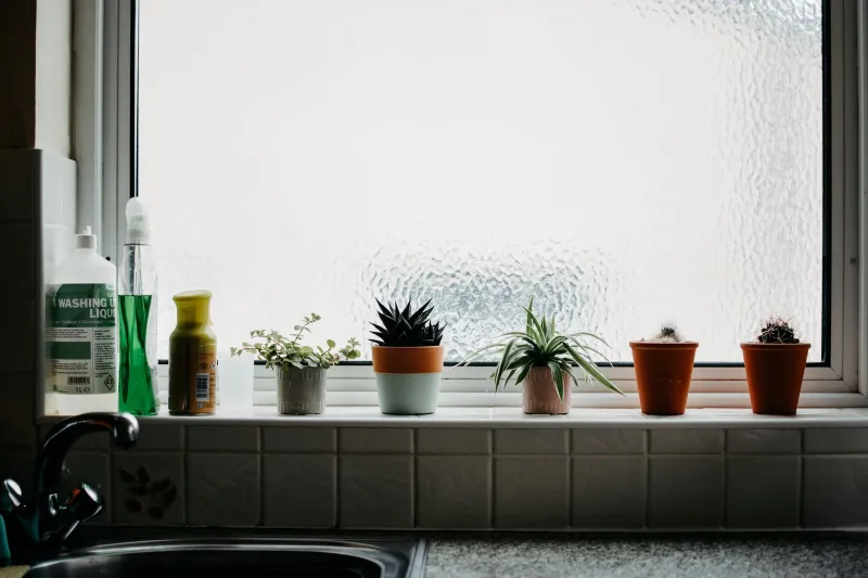 Stop Throwing That Away: How Kitchen Scraps Become a Living Container Garden