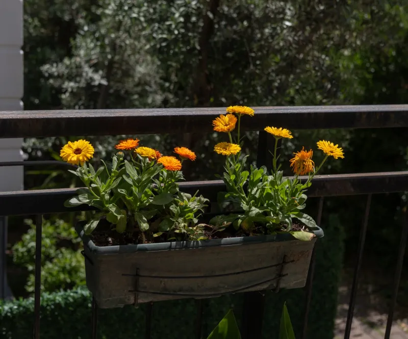 Your Patio Has a Personality: How to Read Your Microclimate and Grow for Maximum Flavor