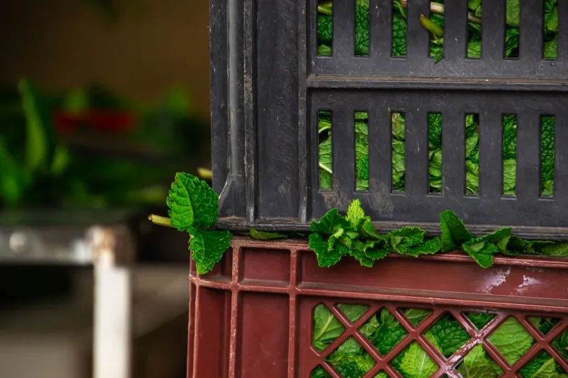 Stop Harvesting Too Late: The Surprisingly Narrow Sweet Spot for Peak Flavor in Your Container Garden