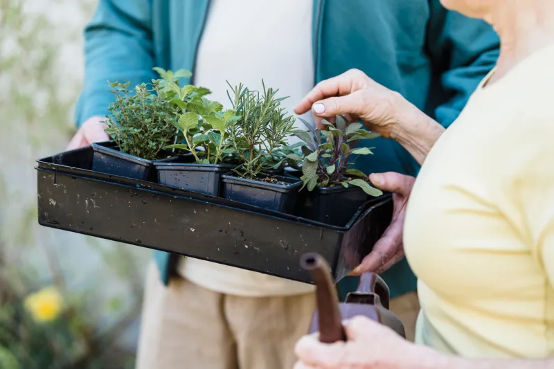 Plant It Once, Eat From It for Years: The Container Gardener's Guide to Perennials and Self-Seeders