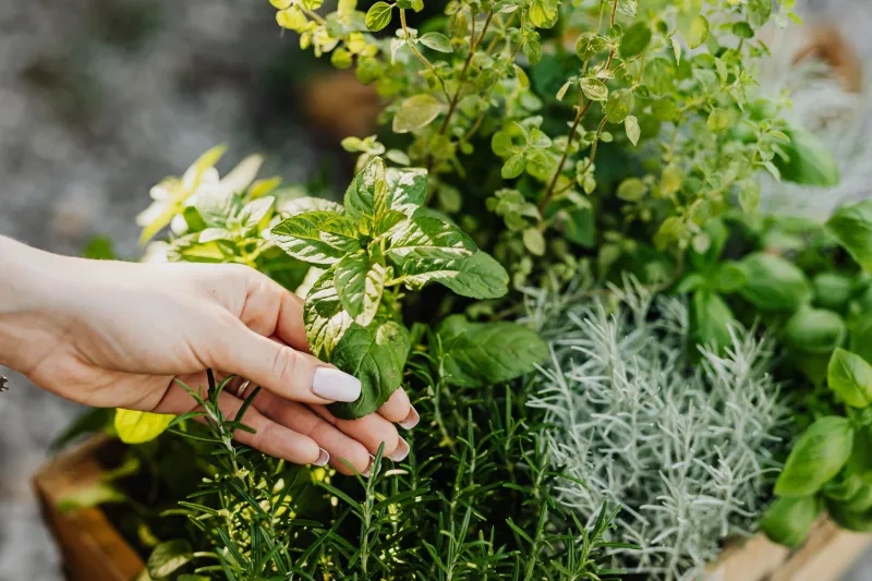 Potted Herbs Hit Different: The Real Science Behind Why Homegrown Blows Store-Bought Out of the Water