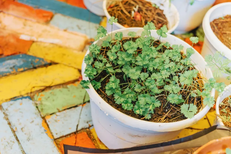 Does Size Really Matter? Matching the Right Pot to Every Vegetable and Herb You Want to Grow