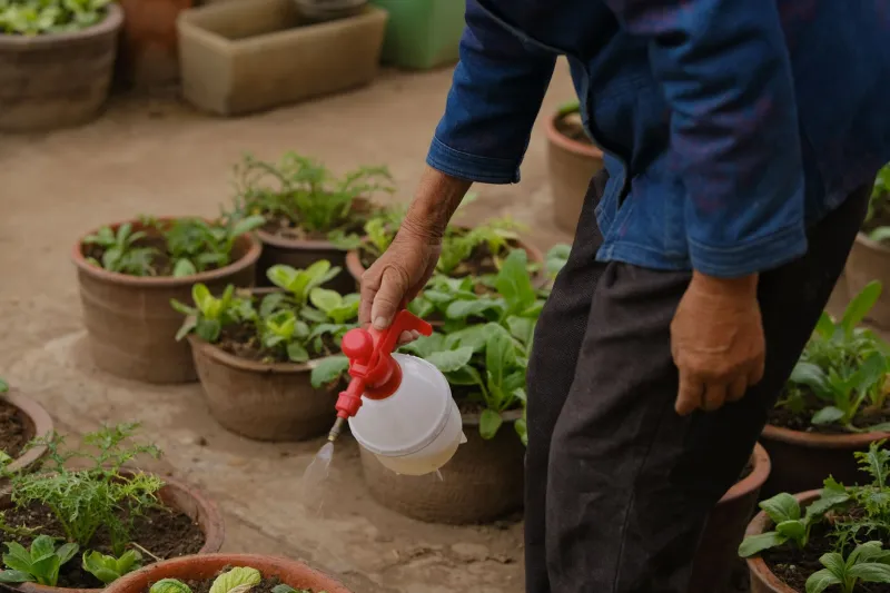 Salad in 30 Days (or Less): A Container Gardener's Timeline for Growing Greens from Seed to Bowl
