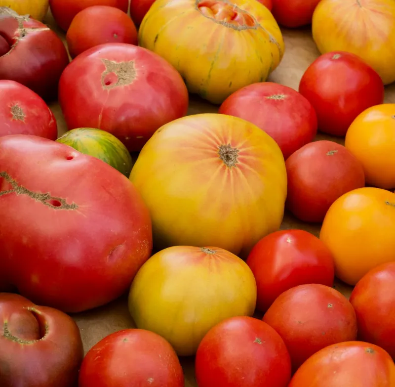 Same Packet, Wildly Different Tomatoes: The Hidden Genetics Behind Your Garden's Flavor Surprises