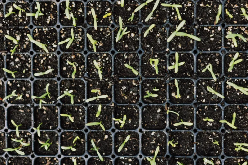 Sow Smart: A Season-by-Season Seed Starting Calendar for Container Gardeners