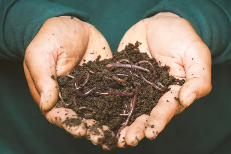 What's Living in Your Pot? The Microbial World That Makes Your Vegetables Actually Taste Good