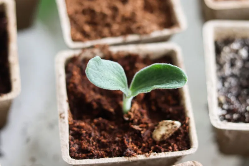 Never Run Out of Fresh Produce Again: The Container Gardener's Guide to Succession Planting