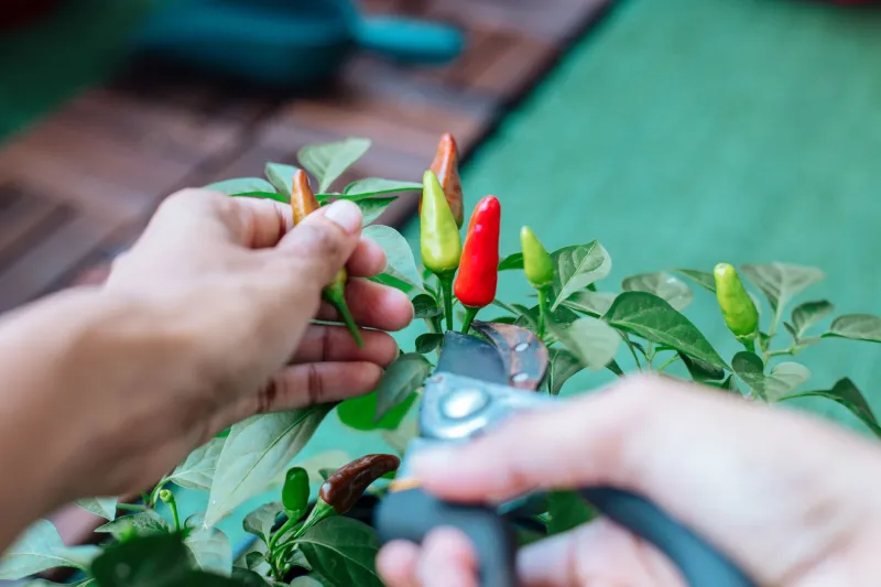 You Grew It. Now What? Breaking the Weird Mental Block Between Your Pots and Your Plate