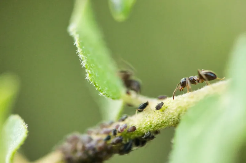 Bugs Love Your Pots More Than Your Garden Beds — Here's Why