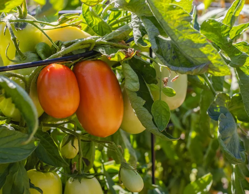 Why Your Container Tomatoes Taste Flat (And What's Really Going On Inside That Pot)